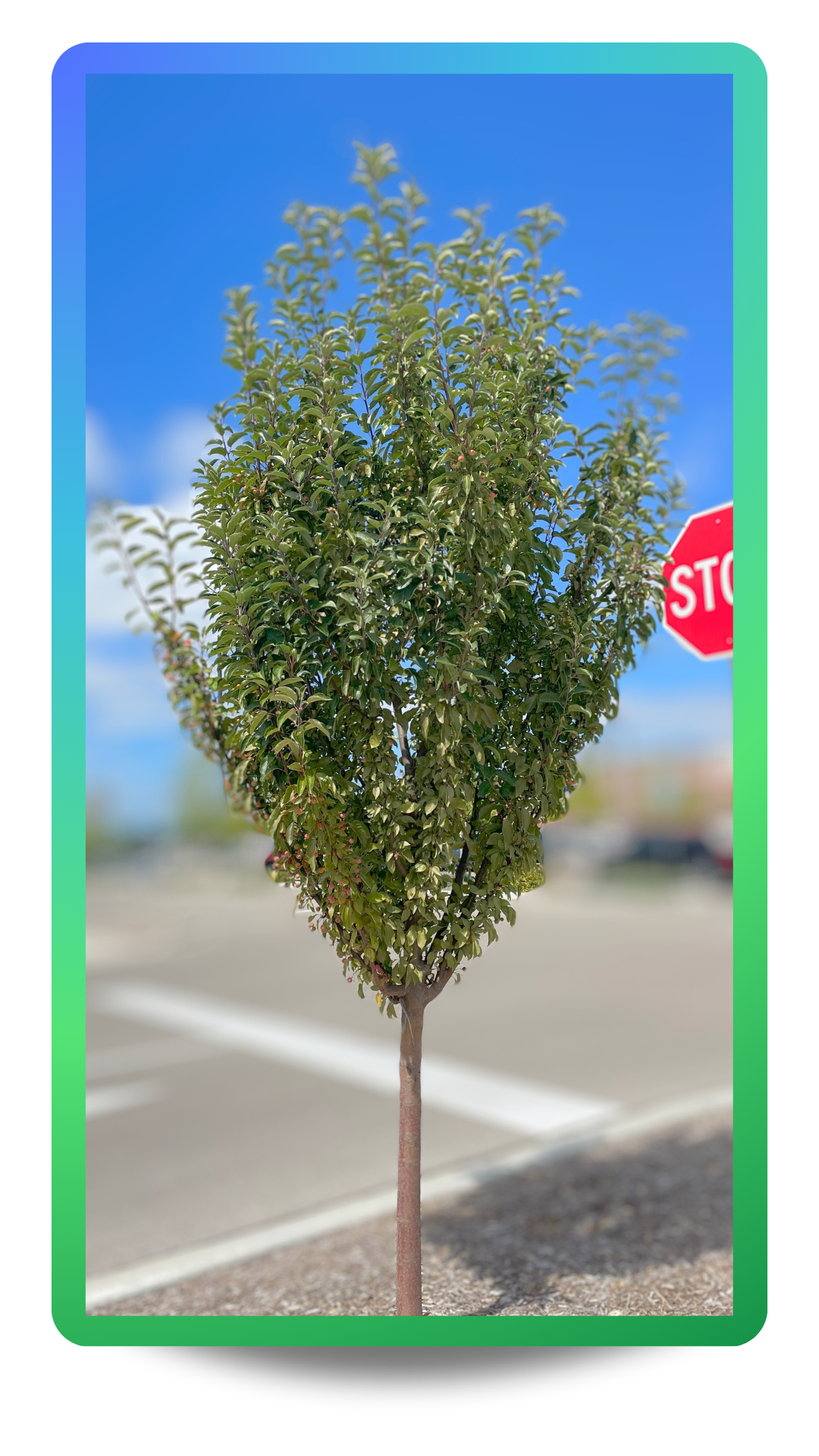 Raspberry Spear® Crabapple planted along a parkway at a busy intersection.